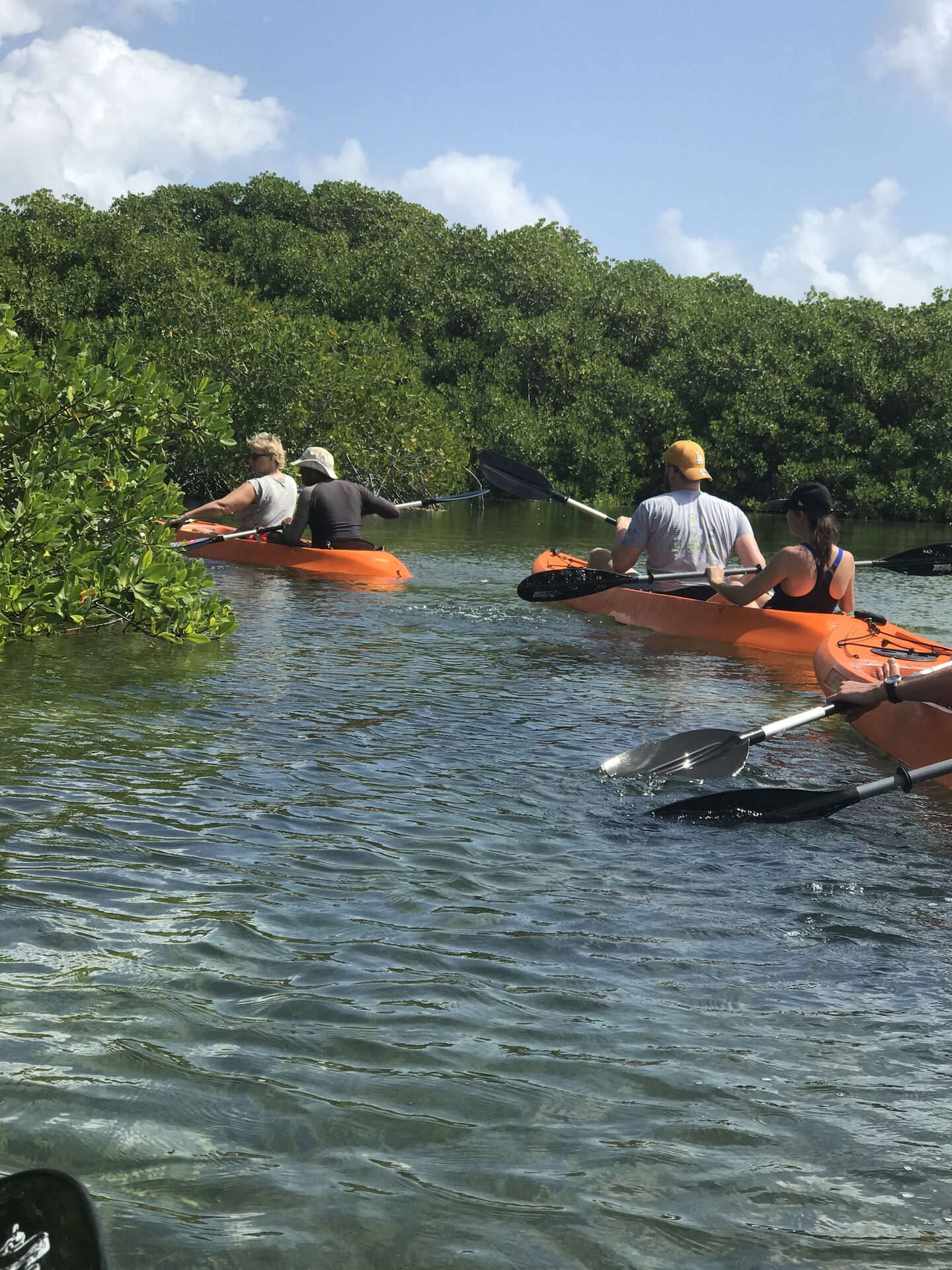 A group of four kayaks paddling together near the mangrove edge.