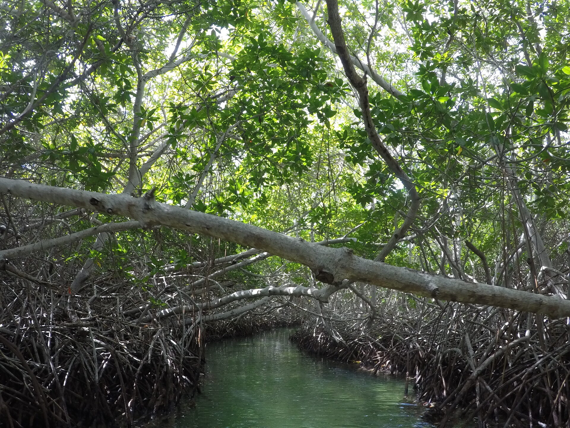 A narrow green canal winding between mangrove prop roots, with a fallen trunk arching over the water.