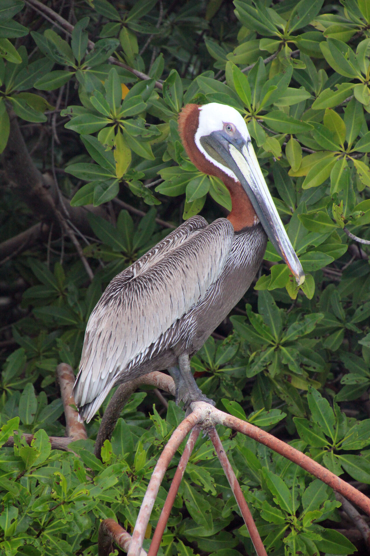 A brown pelican with a reddish neck and white head perched on a mangrove branch, watching the water.