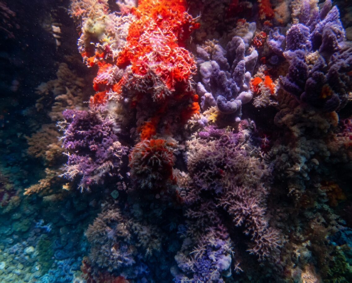 A close-up of orange and purple sponges and soft corals growing on a submerged mangrove root.