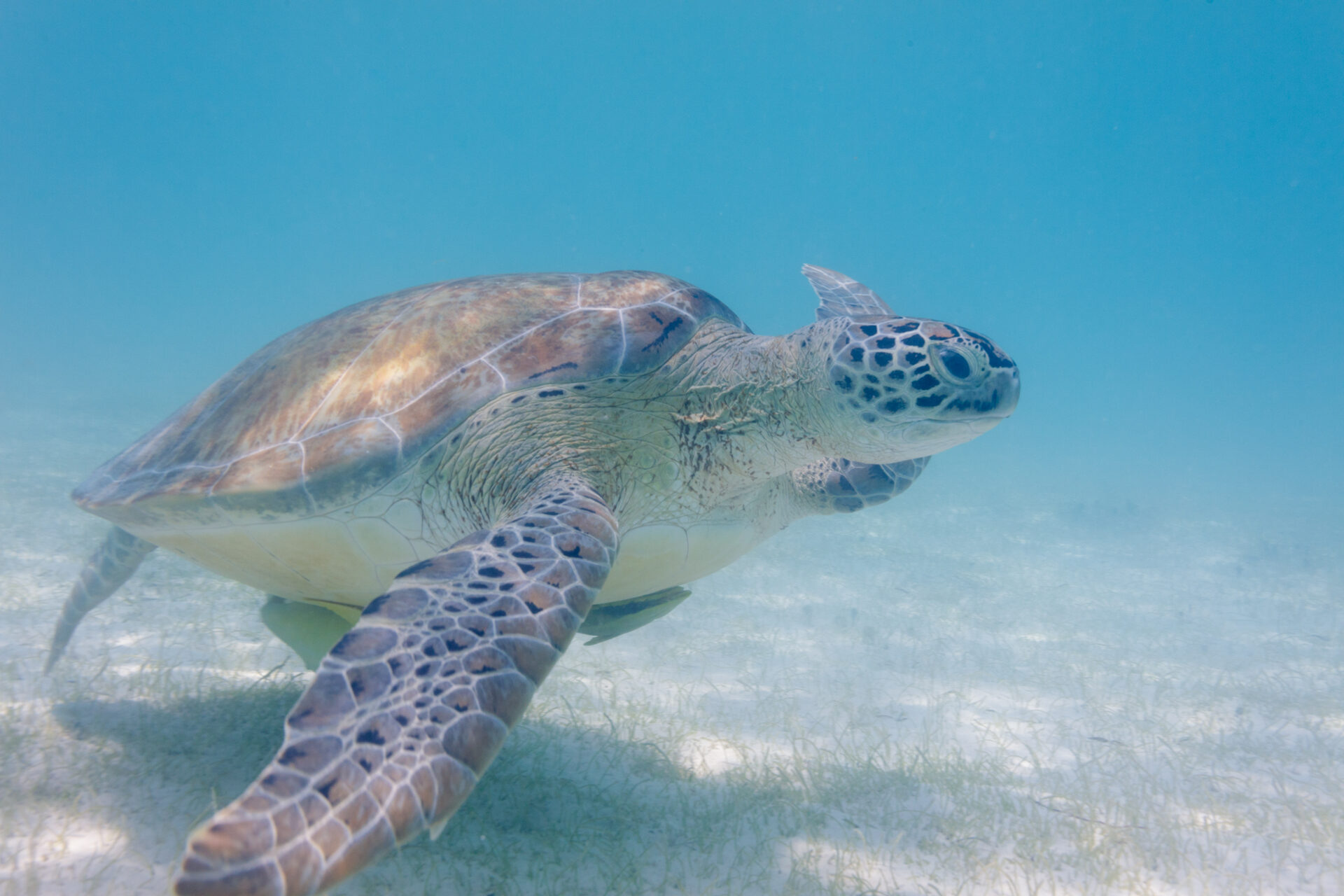 A green sea turtle gliding over a seagrass meadow in the clear shallow waters of Lac Bay.
